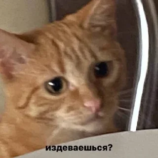 👺 emoji котейка Telegram sticker 6 of 37