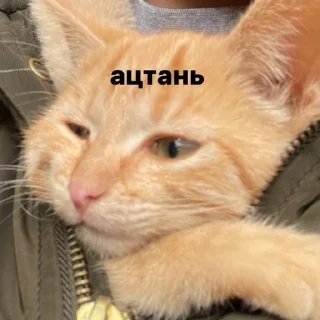 🌟 emoji котейка Telegram sticker 19 of 37