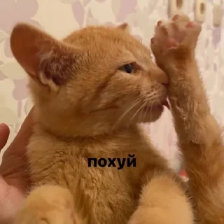 🙂 emoji котейка Telegram sticker 7 of 37