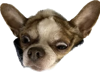😳 emoji чебок Telegram sticker 24 of 25
