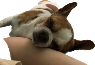 😌 emoji чебок Telegram sticker 16 of 25