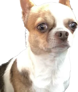 😡 emoji чебок Telegram sticker 15 of 25