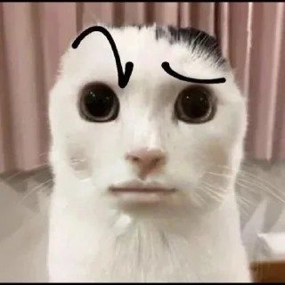 😒 emoji Kot Takeru Telegram sticker 12 of 17