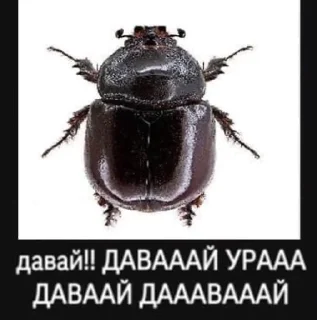 🤩 emoji мемсы элизабет Telegram sticker 22 of 120