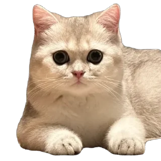 🐱 emoji Мася Гномыч Telegram sticker 18 of 22