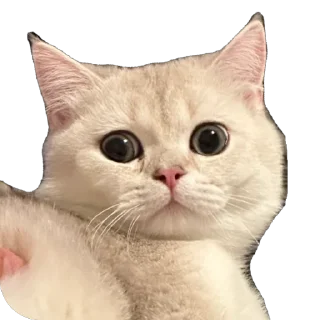 😧 emoji Мася Гномыч Telegram sticker 20 of 22