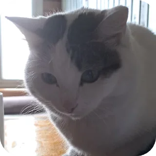 🙁 emoji мася дура Telegram sticker 22 of 83