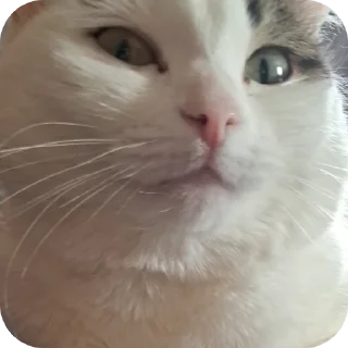🤨 emoji мася дура Telegram sticker 13 of 83