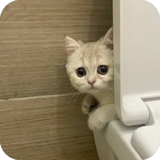 💩 emoji Мася Гномыч Telegram sticker 5 of 22