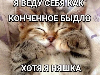 🌟 emoji Котятки булят Telegram sticker 12 of 28