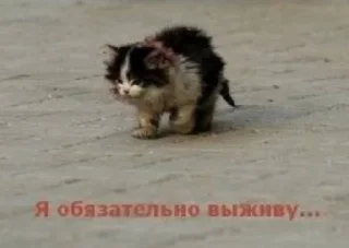 🌟 emoji Котятки булят Telegram sticker 19 of 28