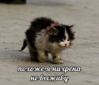 🌟 emoji Котятки булят Telegram sticker 20 of 28