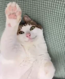 🌟 emoji заигрываю Telegram sticker 6 of 8