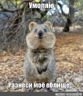 🧕 emoji сука я щас блять нахуй Telegram sticker 21 of 35