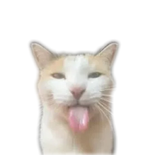 🐱 emoji ABOBA Telegram sticker 5 of 107