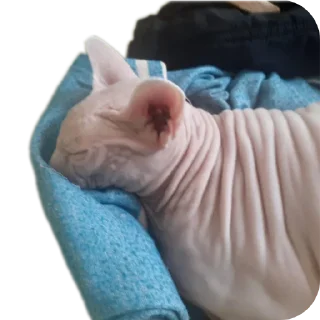 💤 emoji ABOBA Telegram sticker 22 of 107