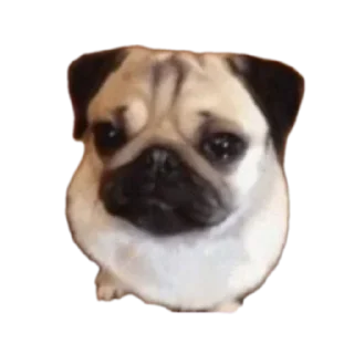 🐶 emoji ABOBA Telegram sticker 16 of 107
