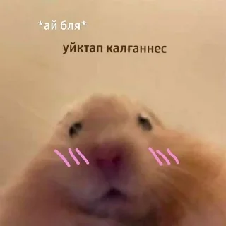 🗿 emoji SoftaGotPotts Telegram sticker 20 of 30