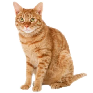 🐱 emoji ABOBA Telegram sticker 11 of 107