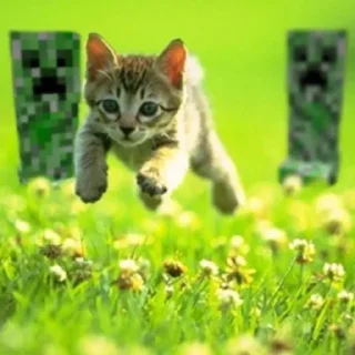 🏃 emoji кетики 🐈🐈‍⬛🐈🐈‍⬛🐈🐈‍⬛🐈🐈‍⬛ Telegram sticker 16 of 31