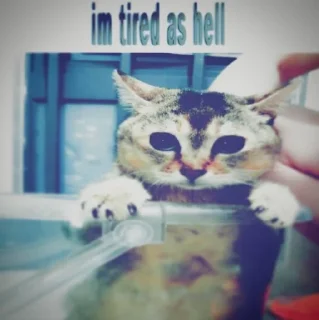 😭 emoji кетики 🐈🐈‍⬛🐈🐈‍⬛🐈🐈‍⬛🐈🐈‍⬛ Telegram sticker 22 of 31