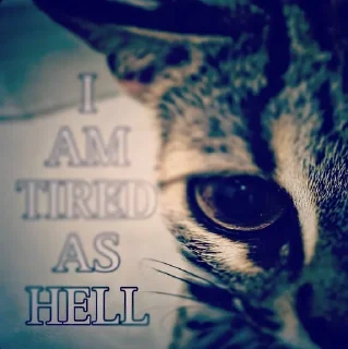 😞 emoji кетики 🐈🐈‍⬛🐈🐈‍⬛🐈🐈‍⬛🐈🐈‍⬛ Telegram sticker 15 of 31