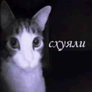 Sticker from Catsmemes