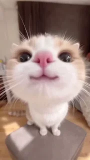 🌟 emoji Котики Telegram sticker 6 of 120