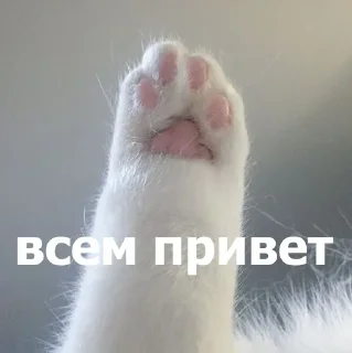 👋 emoji Маруська что-то мутит Telegram sticker 19 of 120