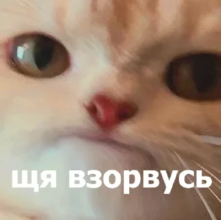 😣 emoji Маруська что-то мутит Telegram sticker 12 of 120