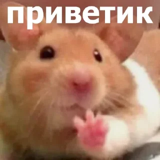 👋 emoji Маруська что-то мутит Telegram sticker 24 of 120