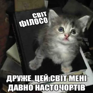 😭 emoji КОТИСЬКО та компанія Telegram sticker 17 of 25