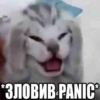 😱 emoji КОТИСЬКО та компанія Telegram sticker 13 of 25