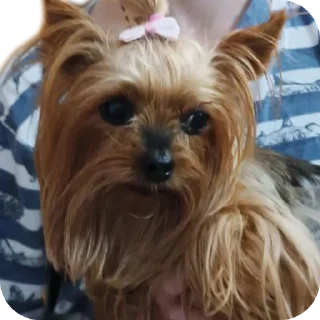 🐶 emoji Люся и Кики Telegram sticker 24 of 26