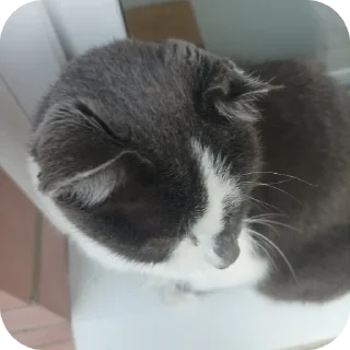 🐱 emoji Люся и Кики Telegram sticker 20 of 26