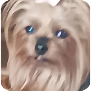 👏 emoji Люся и Кики Telegram sticker 16 of 26