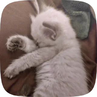💋 emoji ✧💋🐈✧фиска кувесты от @kortomeral Telegram sticker 13 of 23