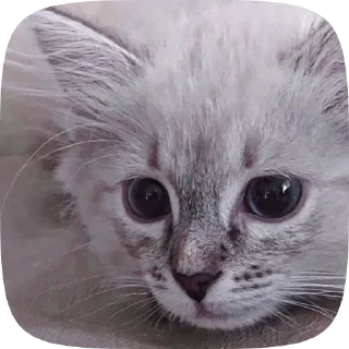 💋 emoji ✧💋🐈✧фиска кувесты от @kortomeral Telegram sticker 22 of 23