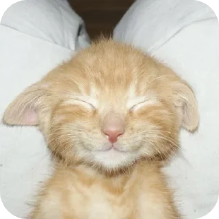 😊 emoji Котики 🐾 Telegram sticker 11 of 13