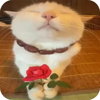 🌹 emoji Котики 🐾 Telegram sticker 5 of 13