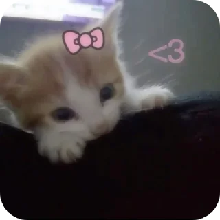 🐱 emoji Котики 🐾 Telegram sticker 13 of 13