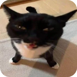 🤬 emoji Котики 🐾 Telegram sticker 9 of 13
