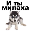 Sticker from Puppies @stickersb2b