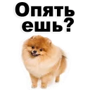 Sticker from Puppies @stickersb2b