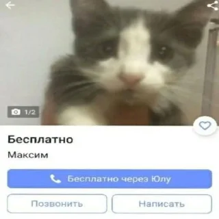 🐱 emoji море 2014 Telegram sticker 19 of 55