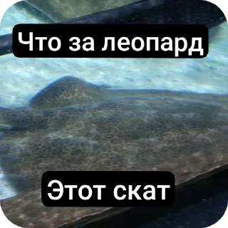 🐯 emoji Музеи москвы ВСЕ ФОТКИ СДЕЛАНЫ АВТОРОМ Telegram sticker 15 of 72
