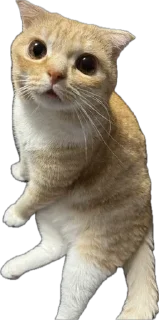 🌟 emoji Рыжик и Беляш Telegram sticker 16 of 96