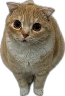 🌟 emoji Рыжик и Беляш Telegram sticker 15 of 96