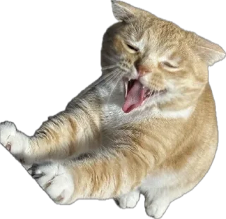 🌟 emoji Рыжик и Беляш Telegram sticker 17 of 96