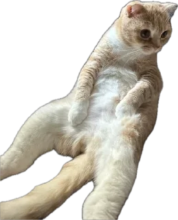 🌟 emoji Рыжик и Беляш Telegram sticker 22 of 96